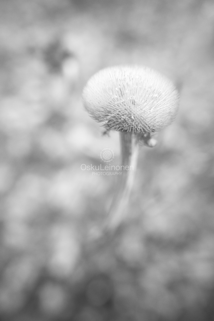 "Twelve Bokeh Flowers II" stock image