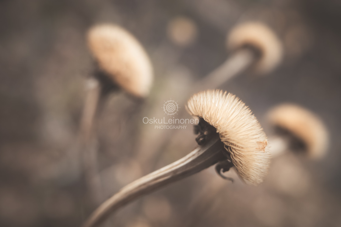 "Twelve Bokeh Flowers X" stock image