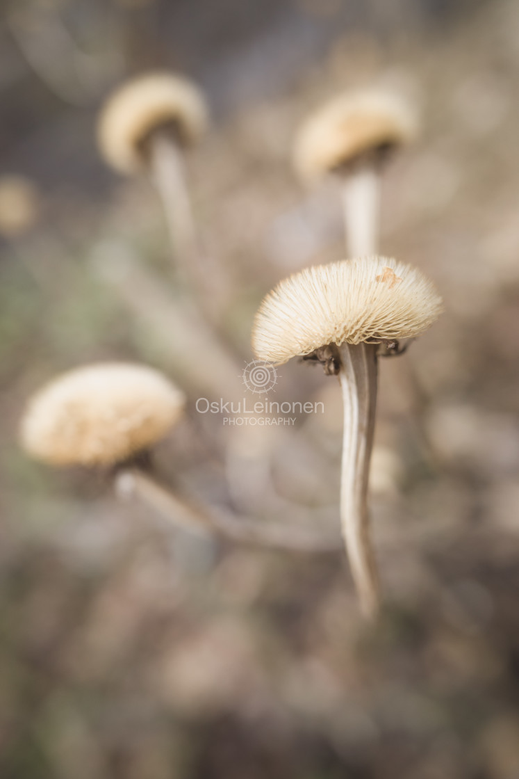 "Twelve Bokeh Flowers V" stock image