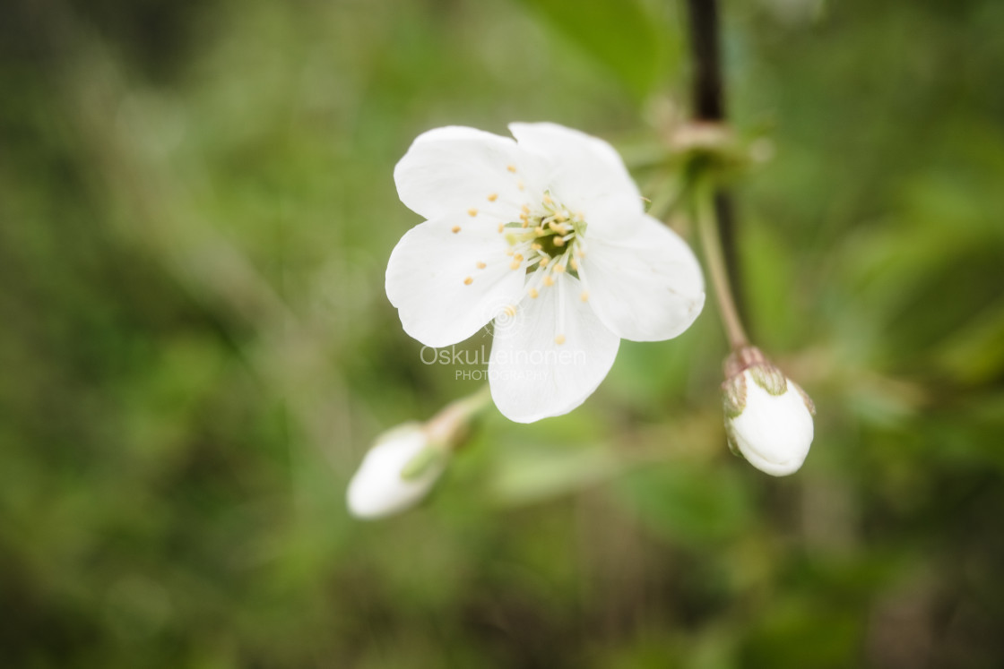 "Cherry Blossoms In Pispala Garden IV" stock image