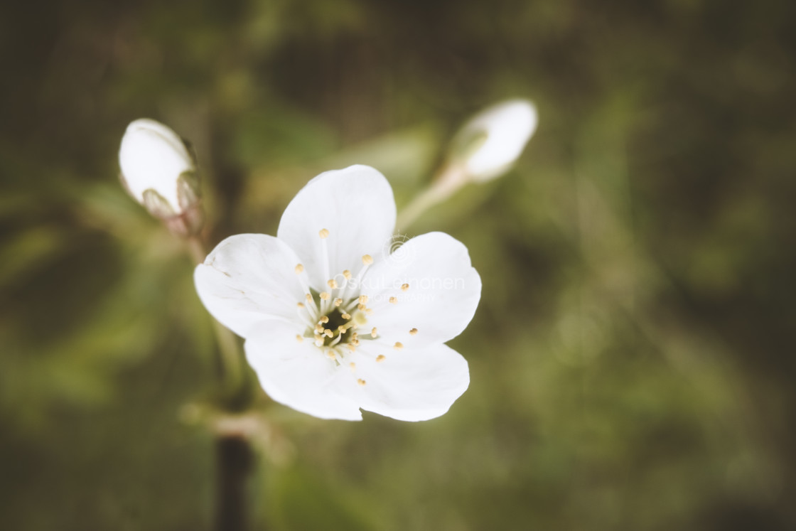 "Cherry Blossoms In Pispala Garden III" by Osku Leinonen Photography - $19.05 "Cherry Blossoms In Pispala Garden III" stock image
