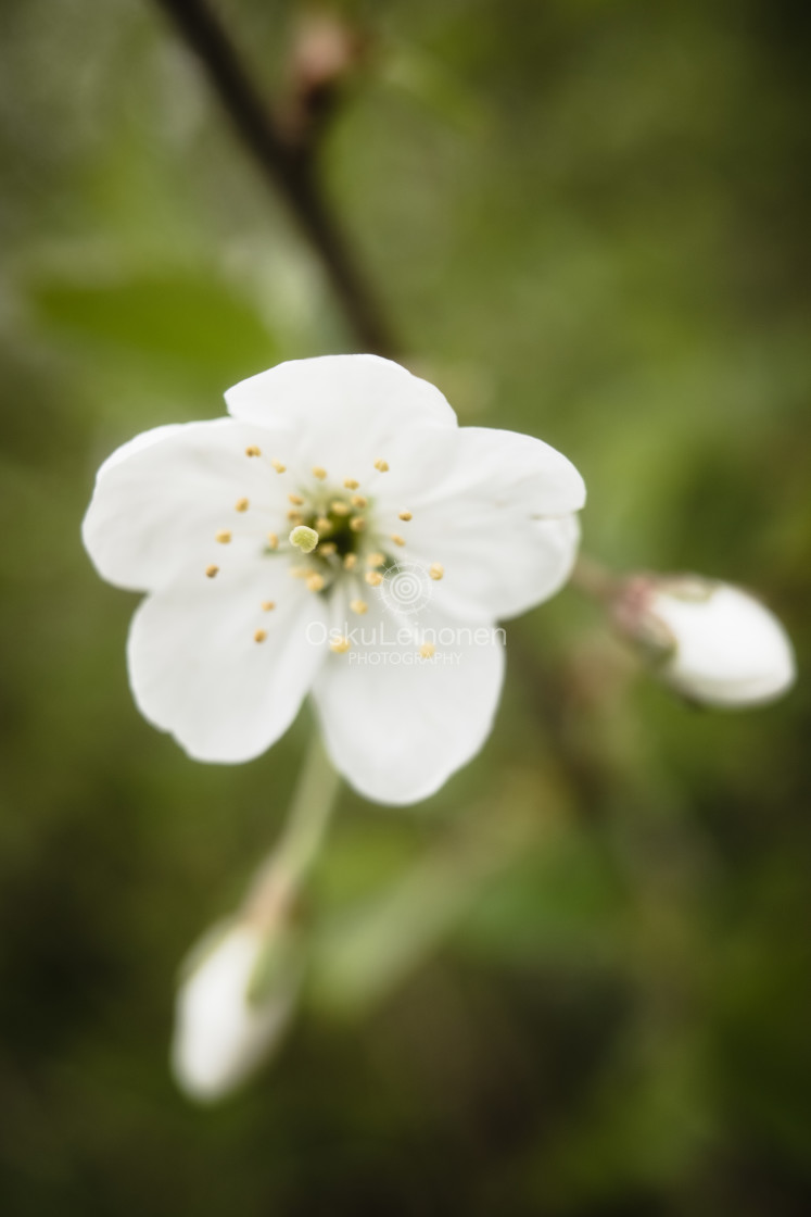 "Cherry Blossoms In Pispala Garden VII" stock image