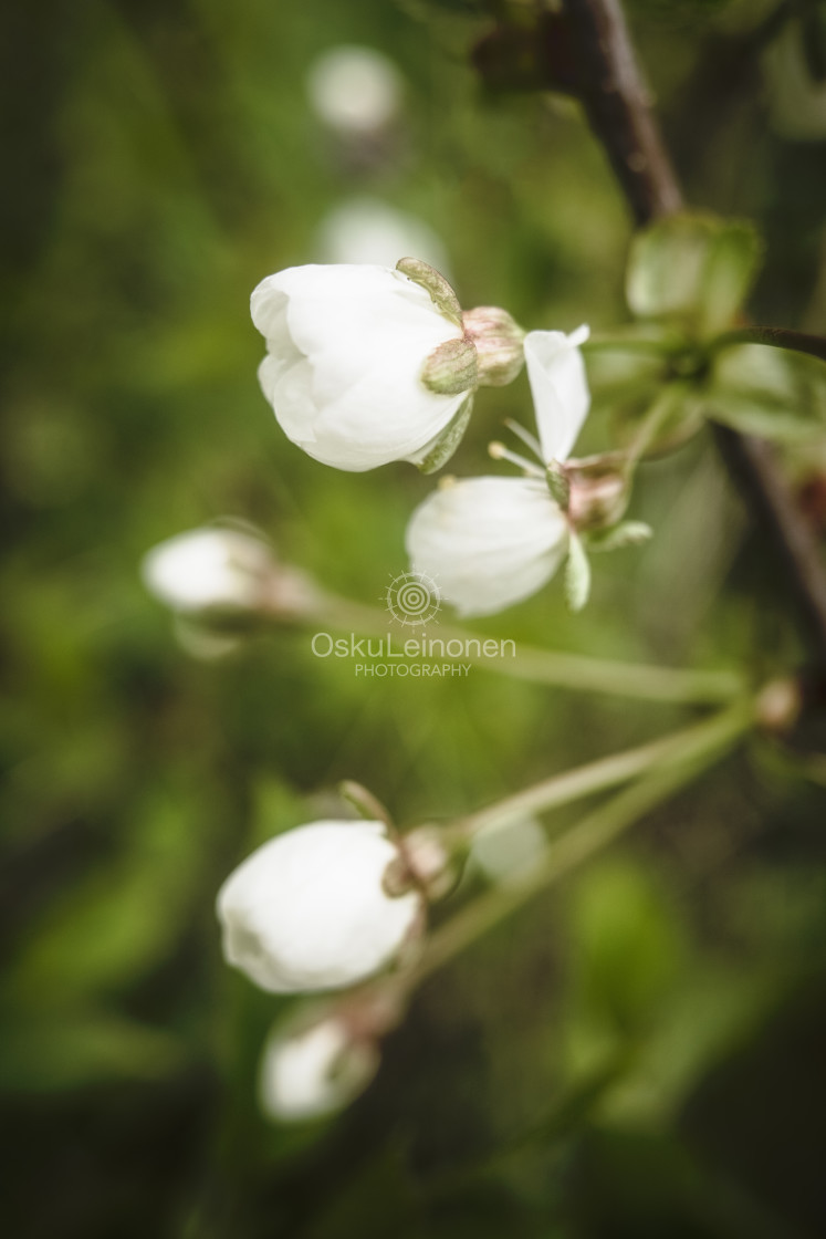 "Cherry Blossoms In Pispala Garden VIII" stock image