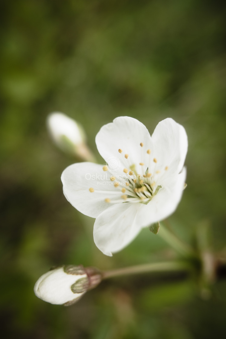 "Cherry Blossoms In Pispala Garden X" stock image