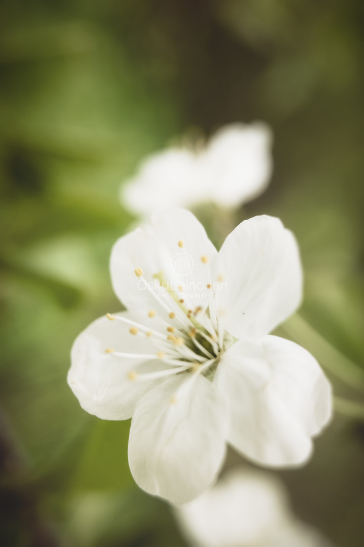 "Cherry Blossoms In Pispala Garden IX" stock image