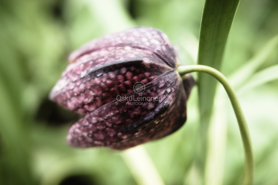 "Softly Ghostly (Flower) IV" stock image