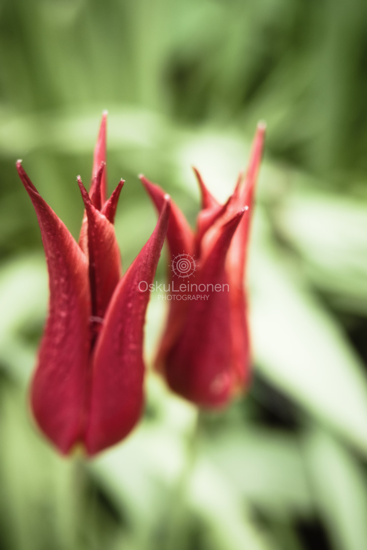 "So Red (Flower) II" stock image