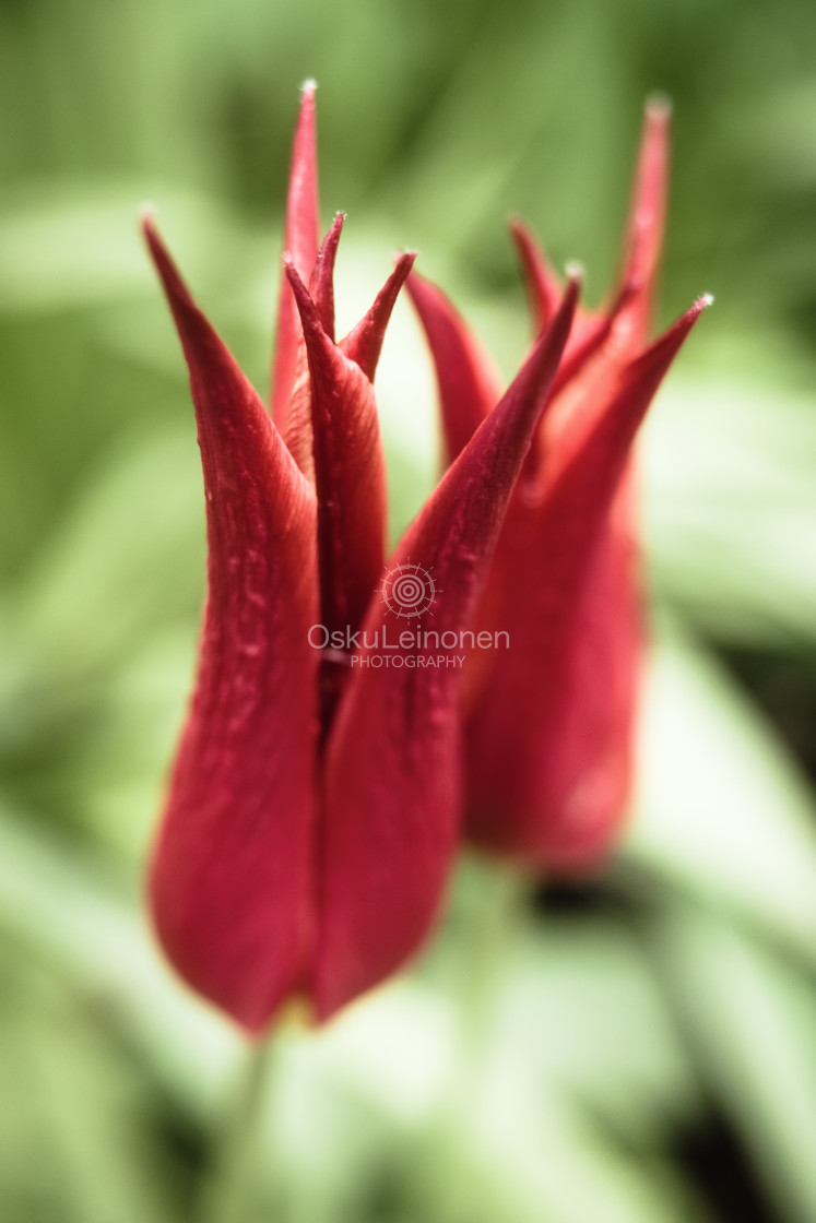 "So Red (Flower) I" stock image