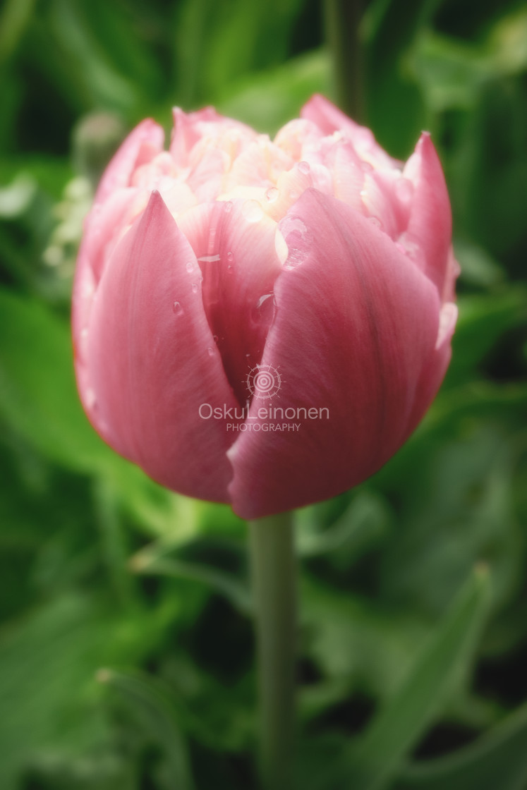 "Tenderly Pink Flower II" stock image