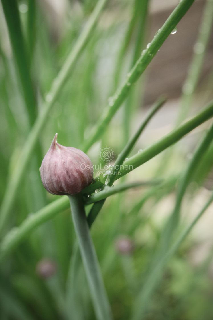 "Chives III" stock image