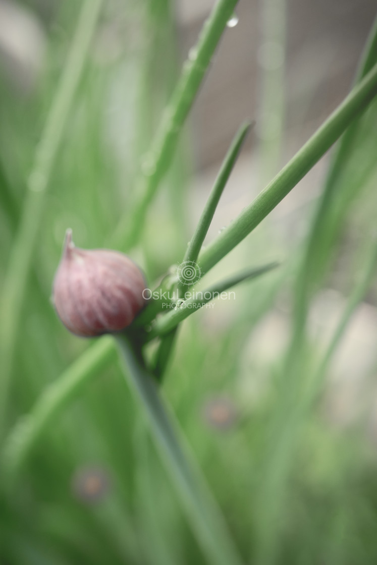 "Chives I" stock image