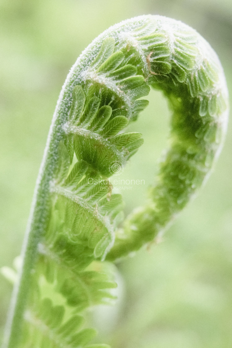 "Fern IV (Bright Colours)" stock image