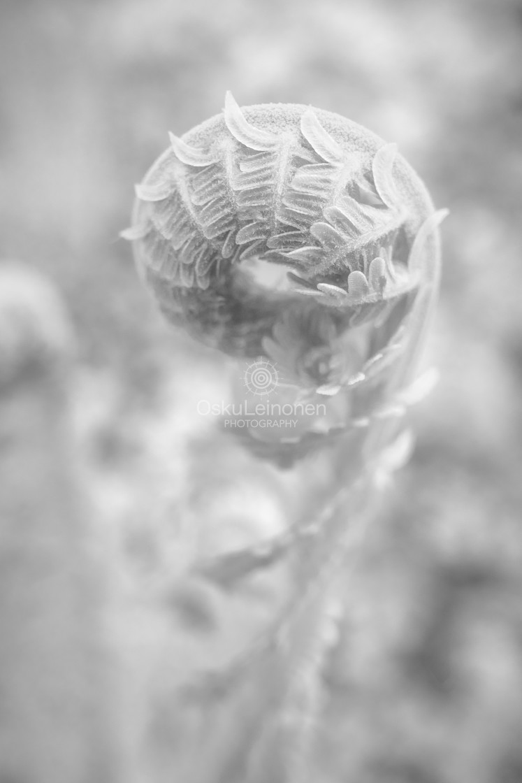 "Fern III (Light Black And White)" stock image