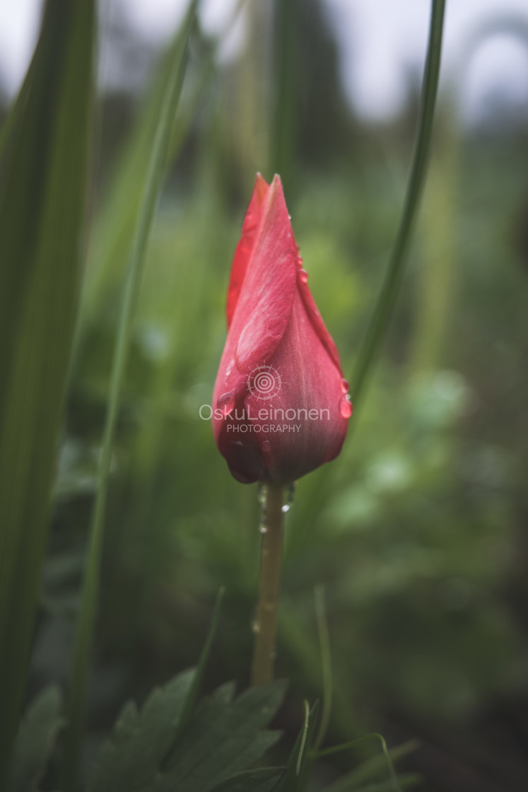 "Red Flower And Grass II" stock image