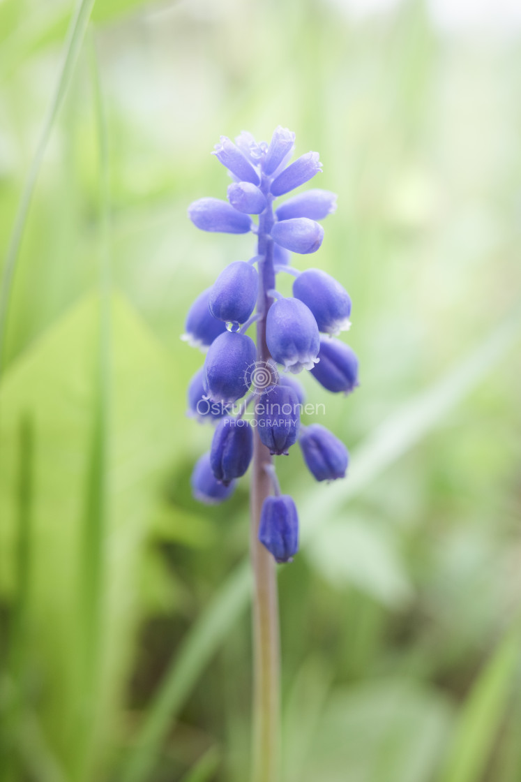 "Blue Flower I" stock image