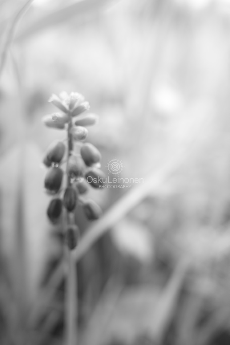 "Blue Flower II (Monochrome)" stock image