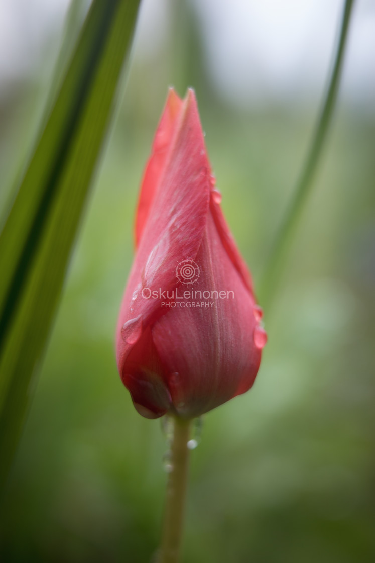 "Red Flower And Grass IV" stock image