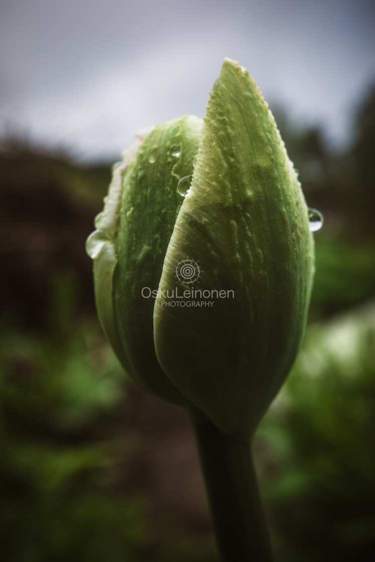 "Green Bud And Rain Drops" stock image