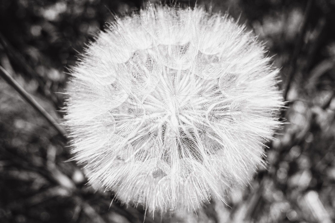 "Multiple Seeds I (Dandelion)" stock image