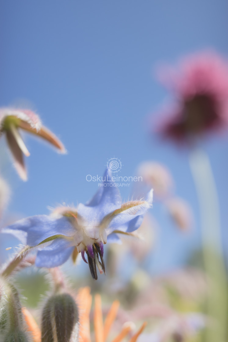 "Abstract Flowers XVII (Soft Blue)" stock image