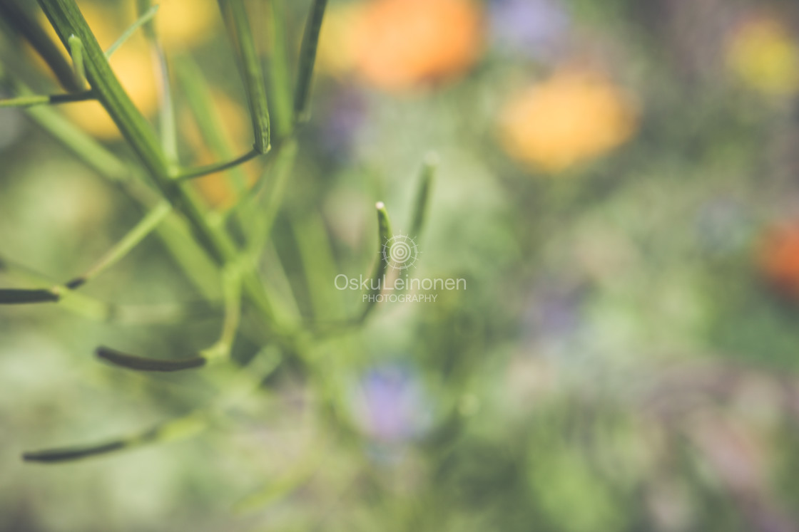"Abstract Flowers XIV (Structure)" by Osku Leinonen Photography - $19.05 "Abstract Flowers XIV (Structure)" stock image