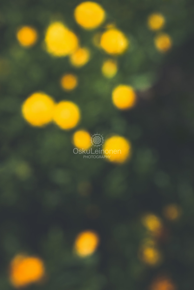 "Abstract Flowers XX (Yellow Splashes)" stock image