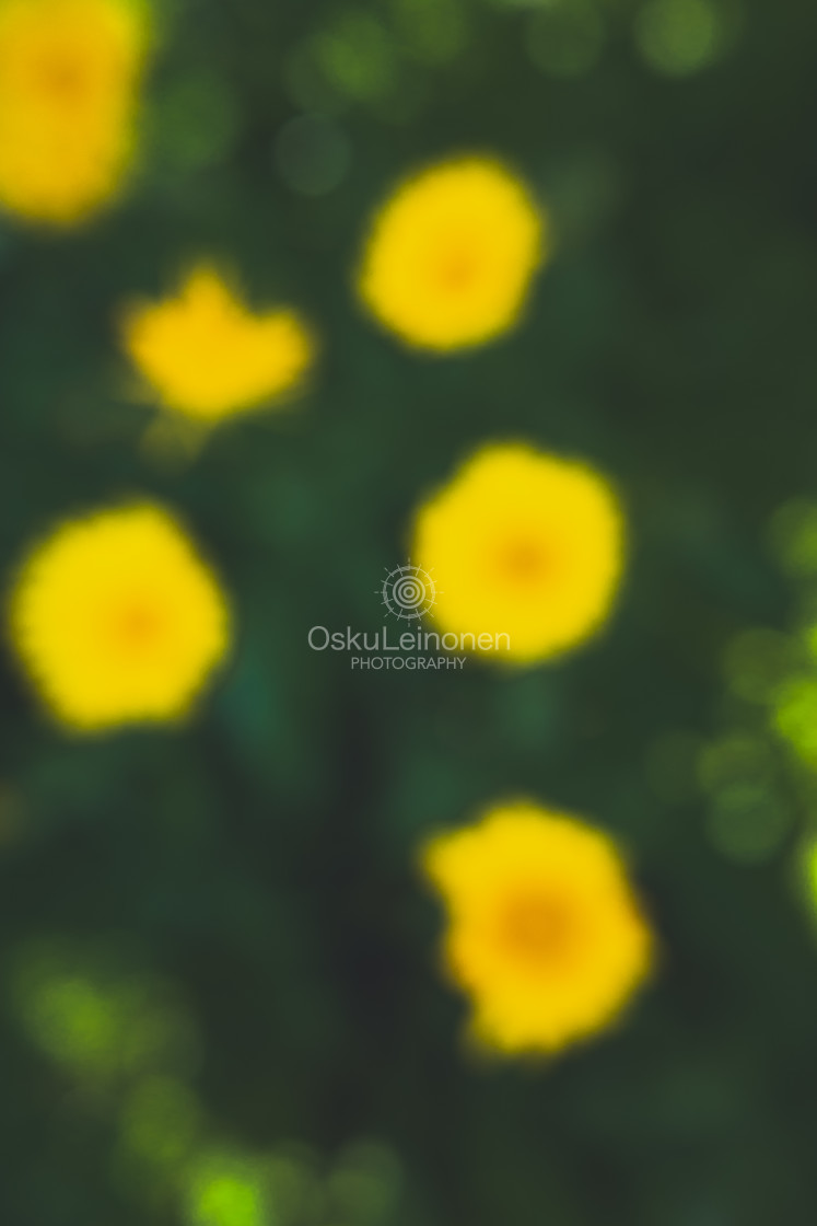 "Abstract Flowers XXIV (Yellow Flowers)" stock image