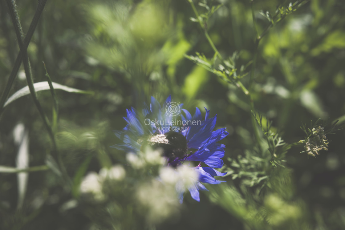 "Bumblebee I (Blue Flower)" stock image