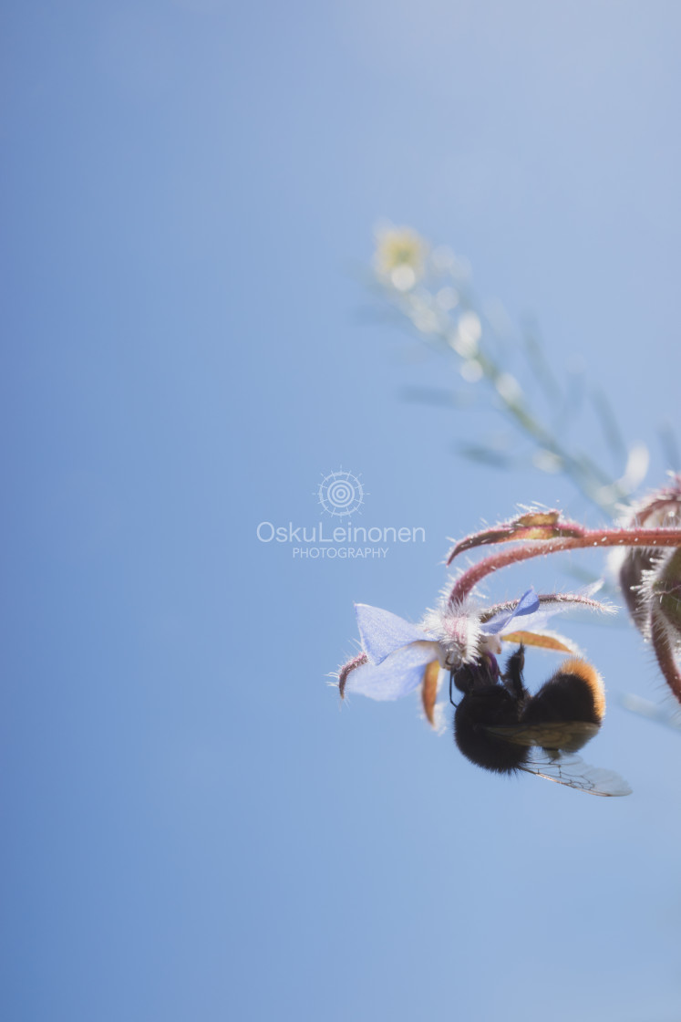 "Bumblebee IV (Hanging)" stock image