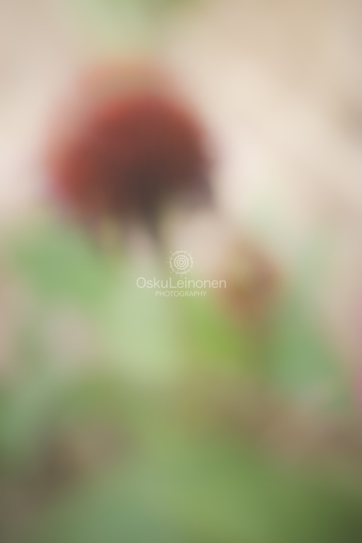 "Aesthetic Nature II (Soft Red Flower)" stock image