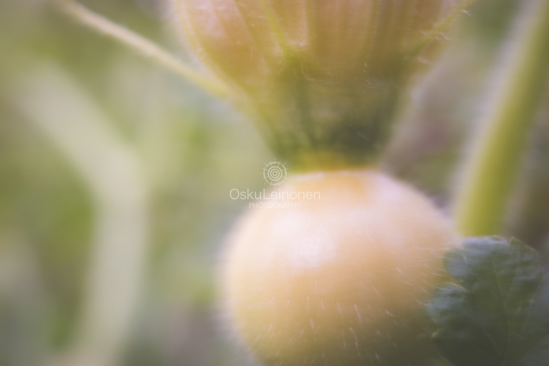 "Aesthetic Nature VI (New Pumpkin)" stock image