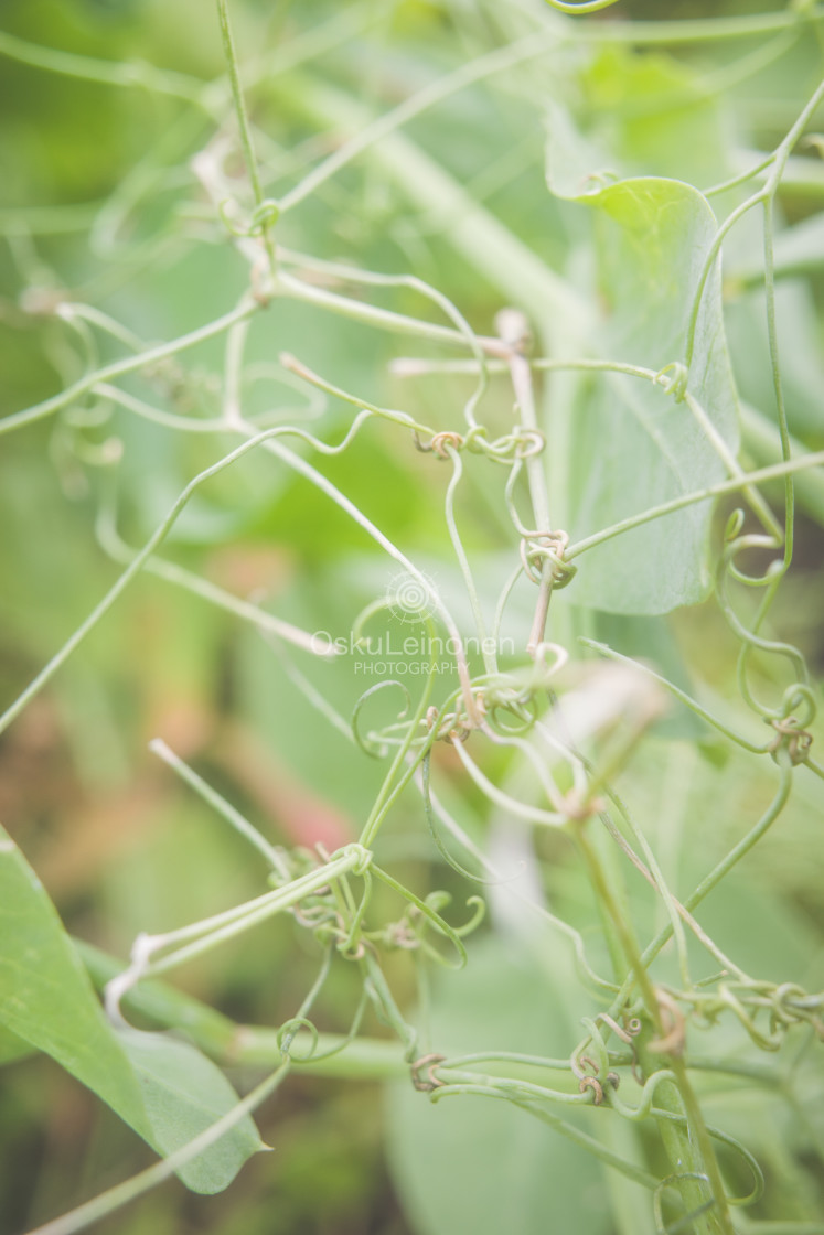 "Aesthetic Nature IV (Pea)" by Osku Leinonen Photography - $18.86 "Aesthetic Nature IV (Pea)" stock image
