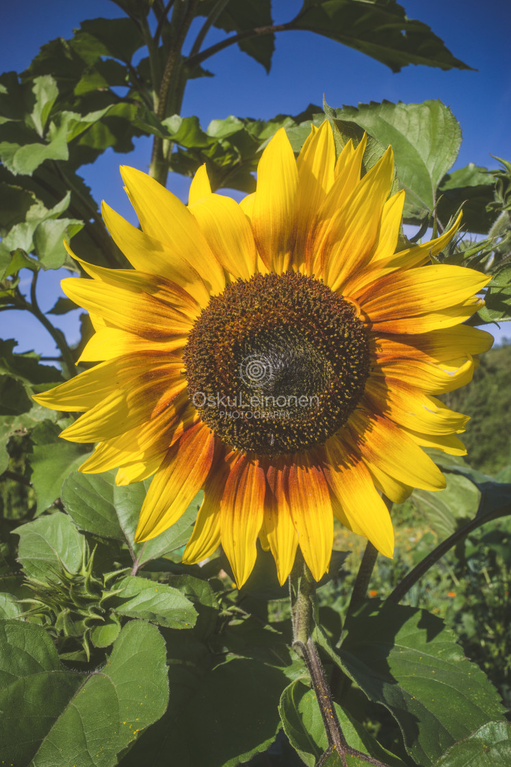 "Aesthetic Nature I (Sunflower)" stock image