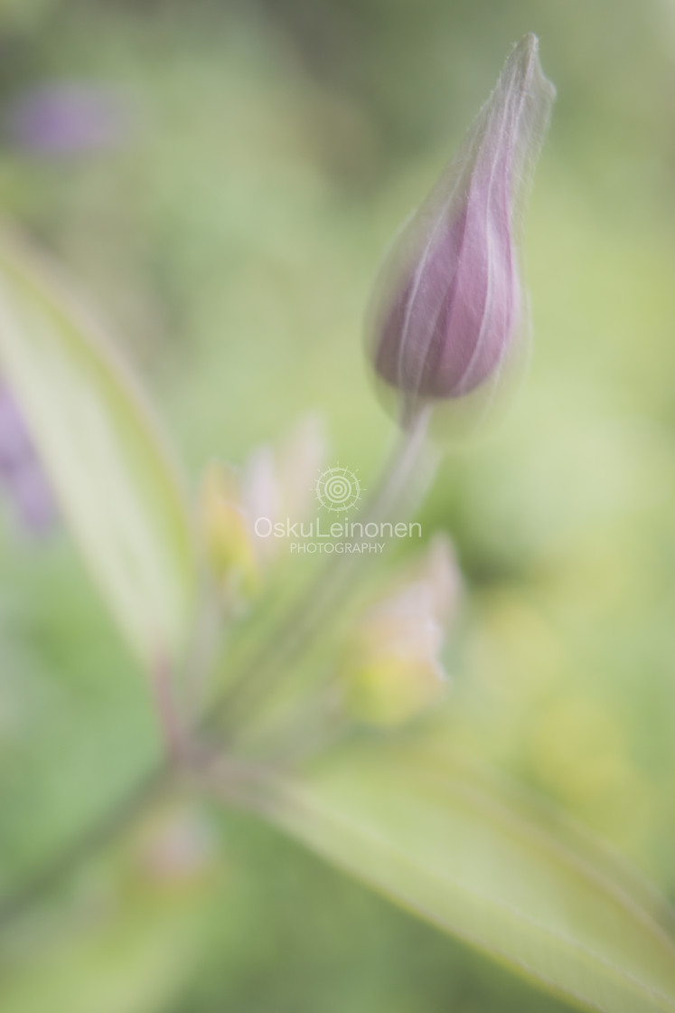 "Aesthetic Nature VII (Flower In Motion)" stock image