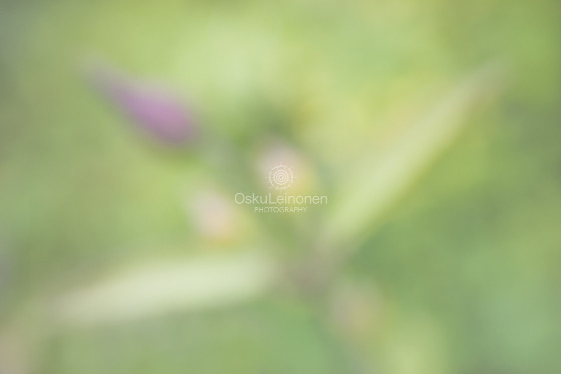 "Aesthetic Nature VIII (Tenderly Soft)" stock image