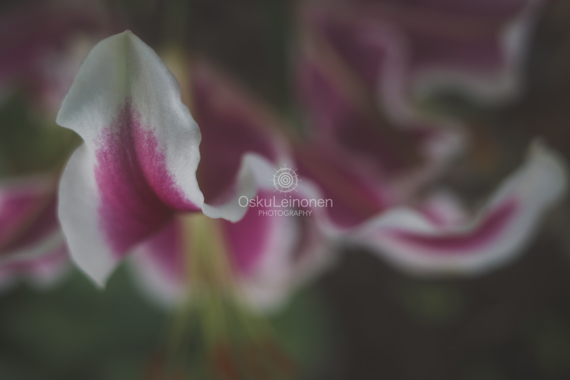 "Aesthetic Nature XII (Toward)" stock image