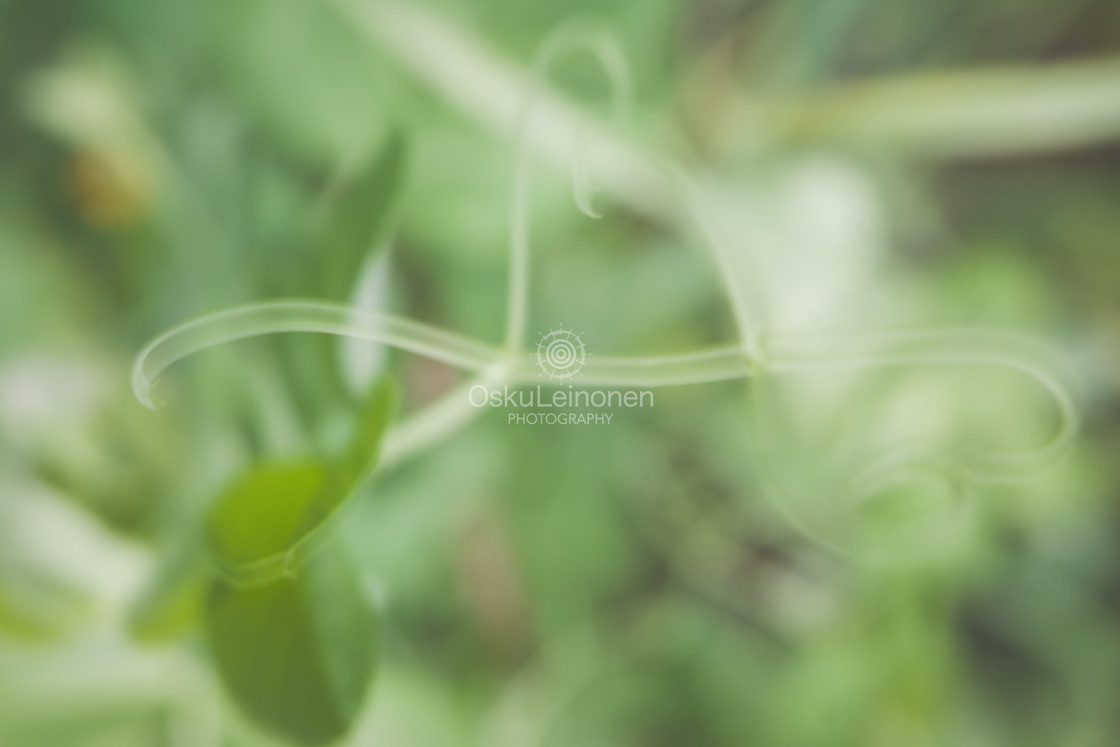 "Aesthetic Nature XI (Swirl)" by Osku Leinonen Photography - $18.86 "Aesthetic Nature XI (Swirl)" stock image