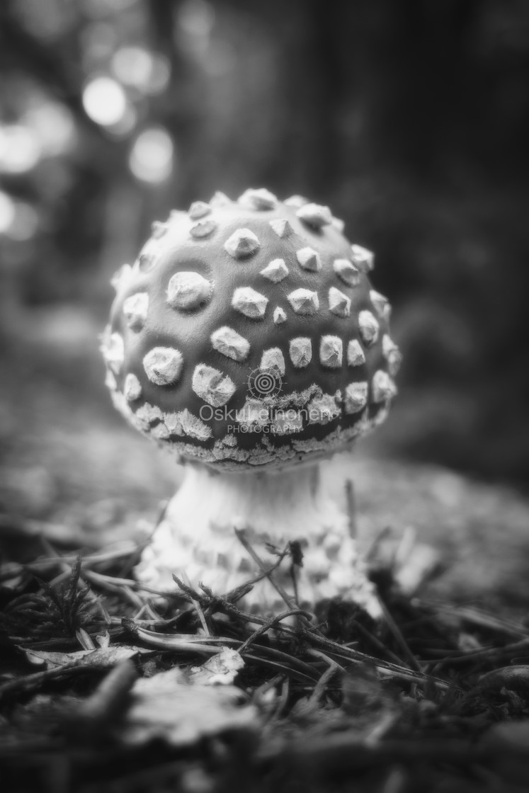 "Dematerialize I ( Fly Agaric)" stock image