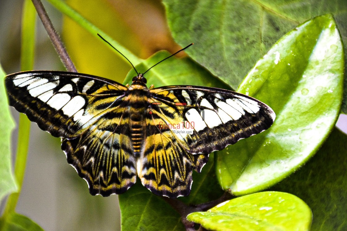 "butterfly" stock image