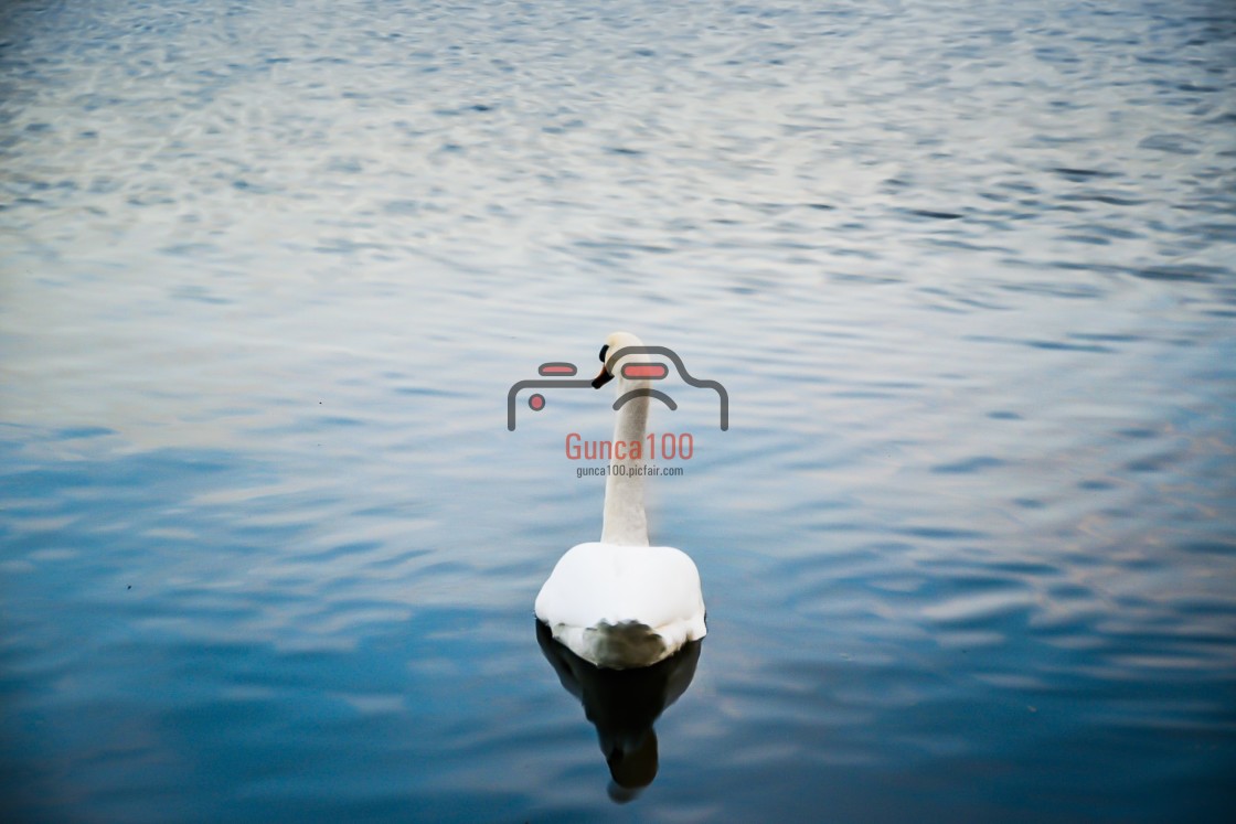 "Lone swan in the waters of lake Dromineer" stock image