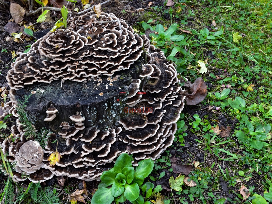 "Old Tree stump overgrown with fungus" stock image