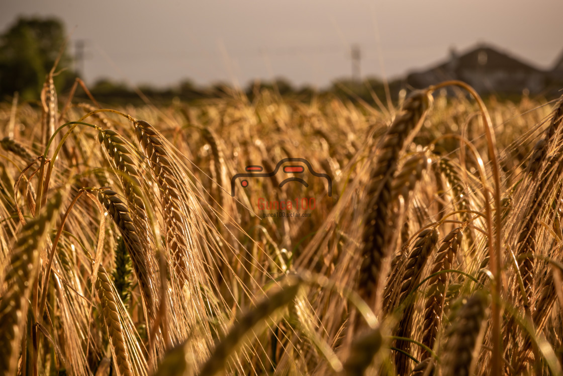 "Cereal field" stock image