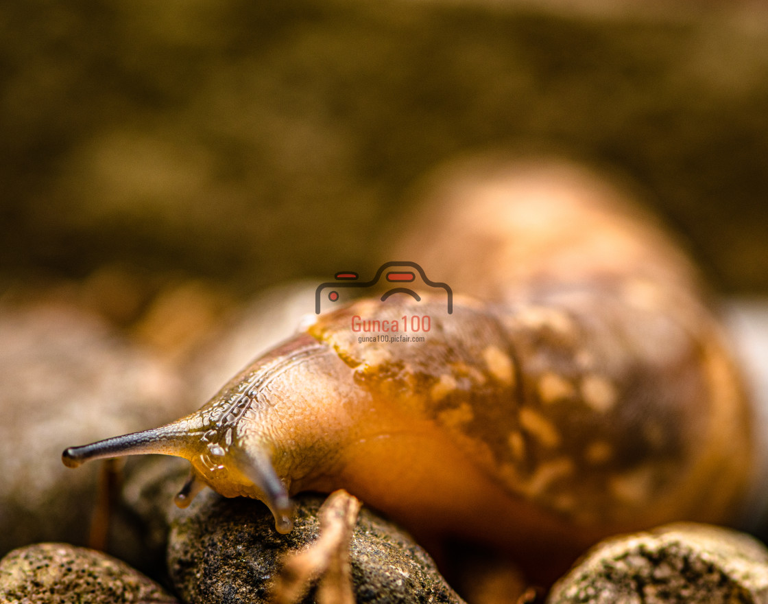 "Giant slug" stock image