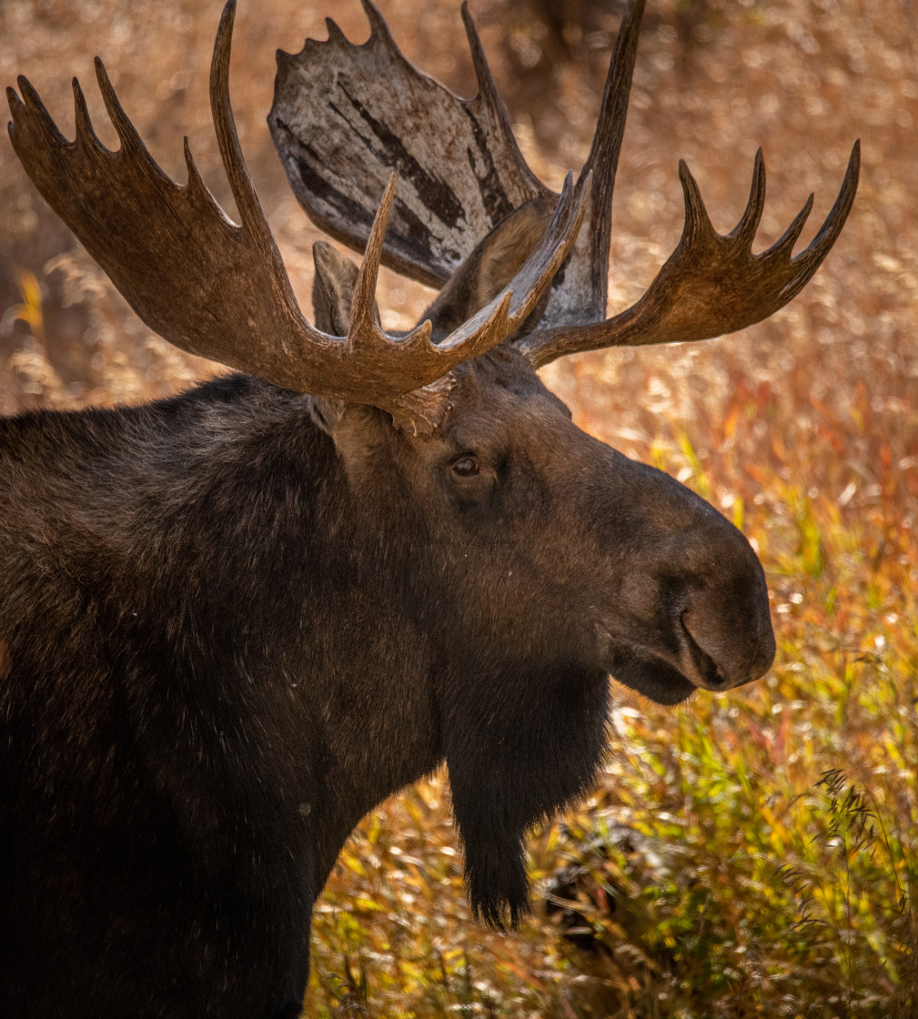 "Bull Moose" stock image