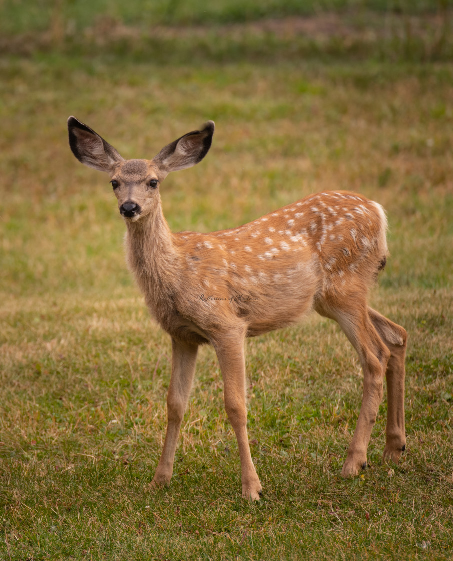 "Young Fawn" stock image