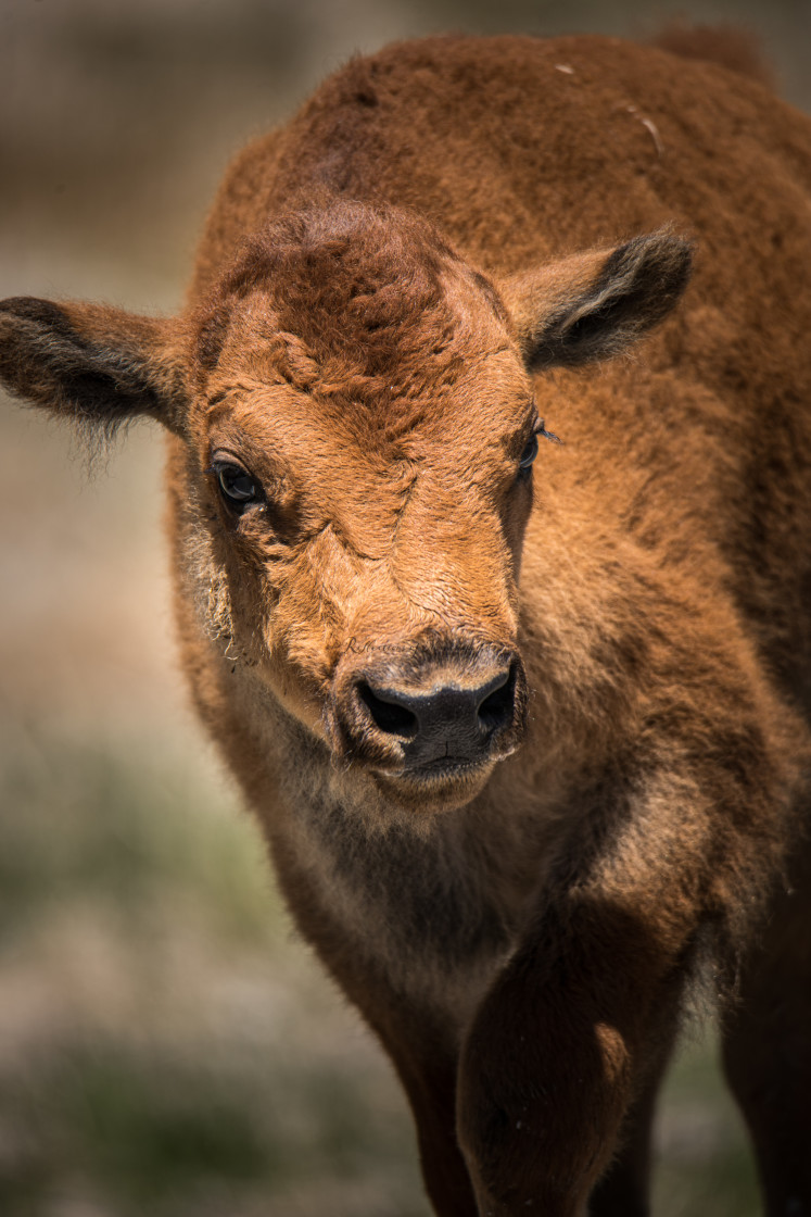 "Bison Calf" stock image