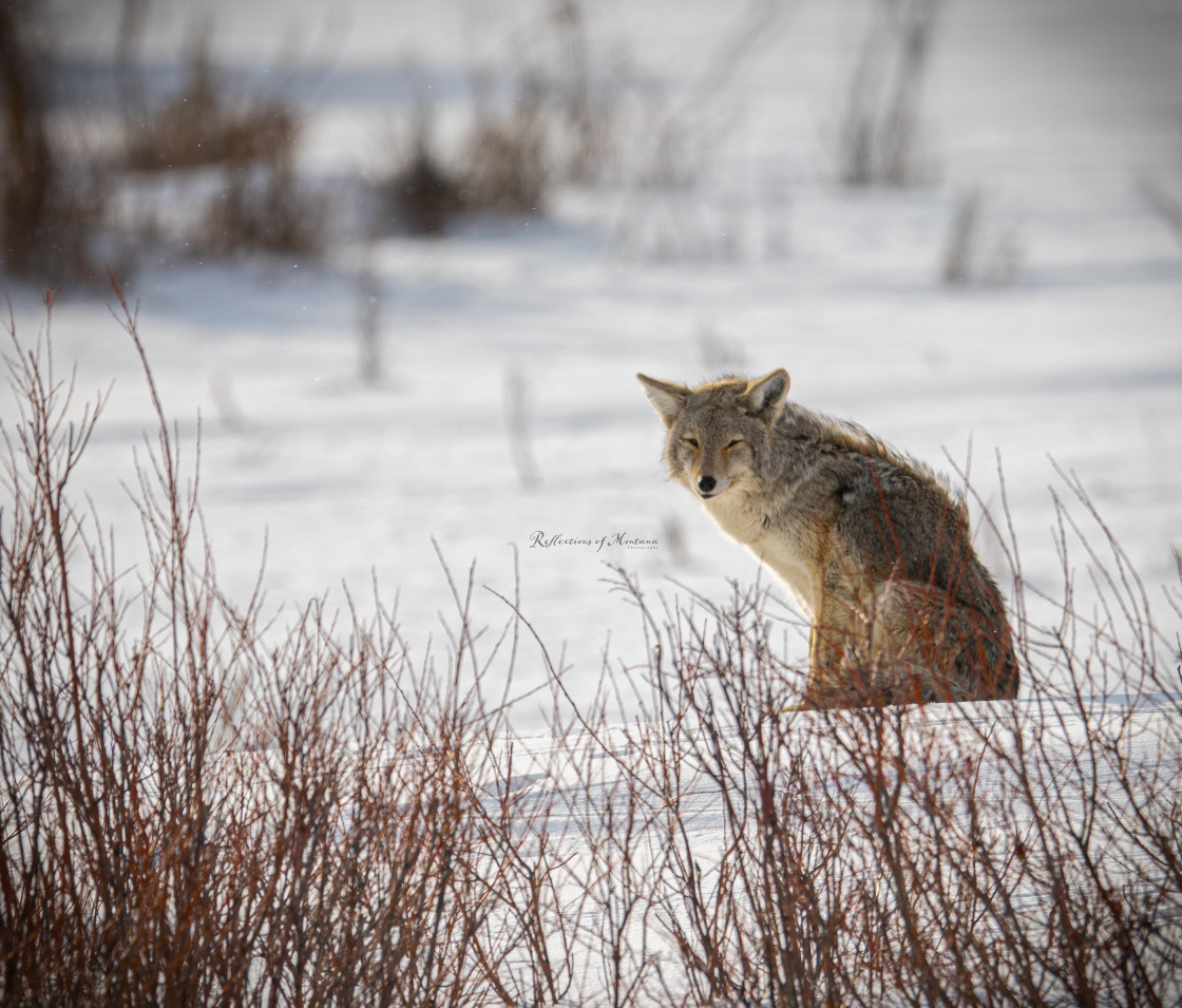 "Coyote in Snow" stock image