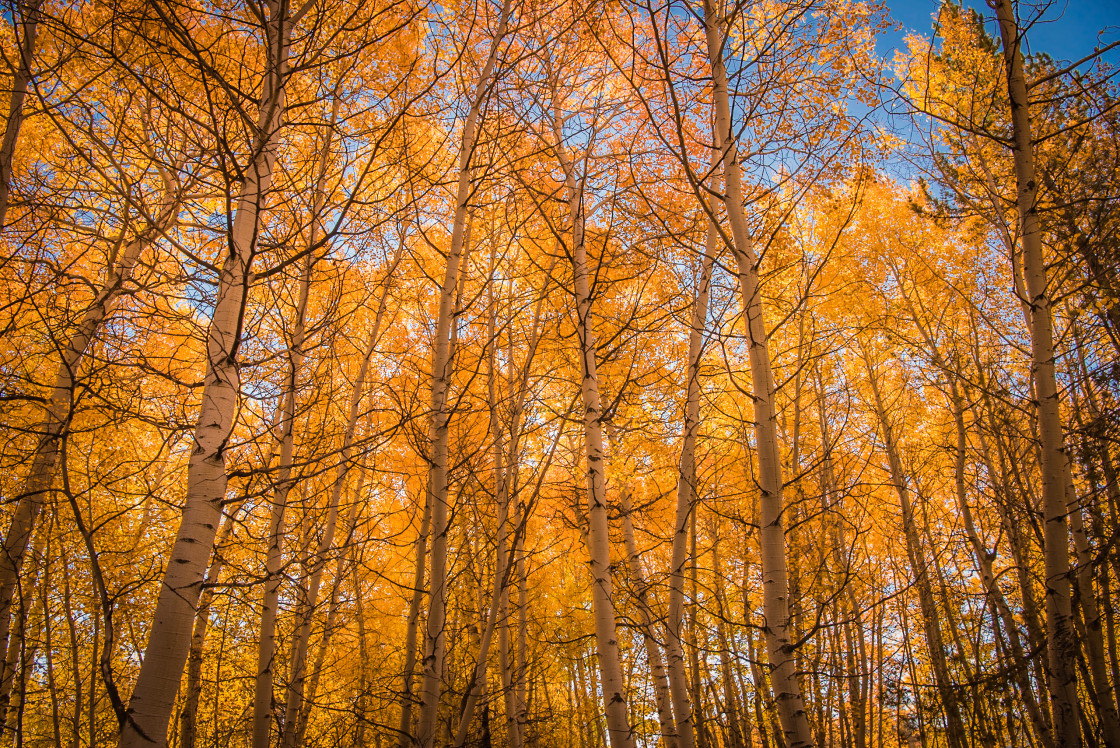 "Fall Aspen Colors" stock image