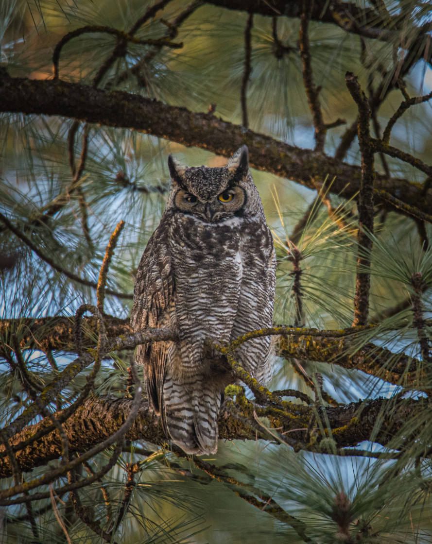 "Great Horned Owl" stock image