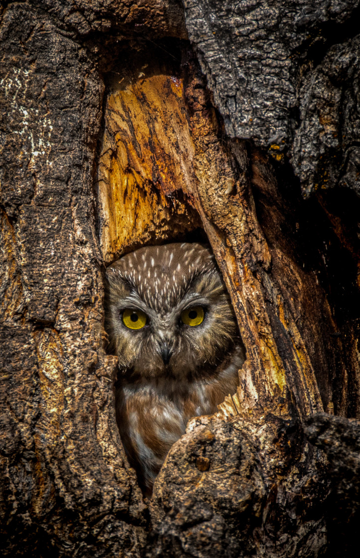 "Saw-Whet Owl" stock image